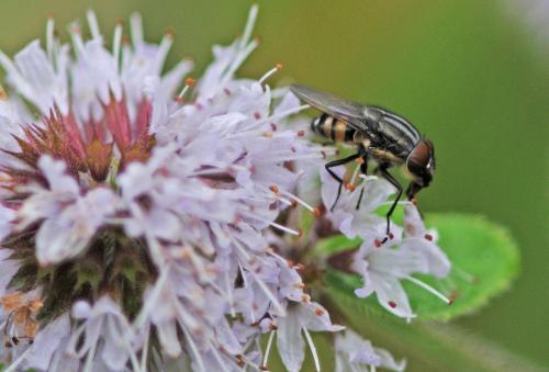 Stomorhina lunata
